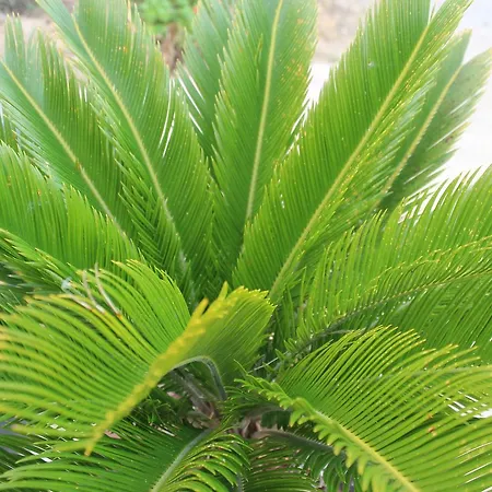 Monterosso Alojamento de Acomodação e Pequeno-almoço 4*